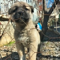 Kangal, Köpek  Akman fotoğrafı