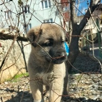Kangal, Köpek  Akman fotoğrafı