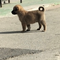 Kangal, Köpek  Akman fotoğrafı