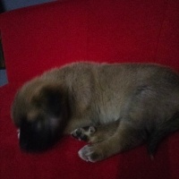 Kangal, Köpek  Akman fotoğrafı