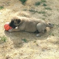 Kangal, Köpek  Akman fotoğrafı