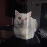British Shorthair, Kedi  Luka fotoğrafı