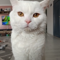 British Shorthair, Kedi  Luka fotoğrafı