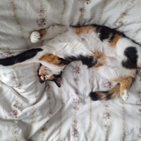 Tekir Kedi, Kedi  Veronica fotoğrafı