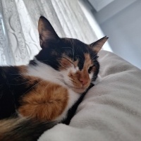 Tekir Kedi, Kedi  Veronica fotoğrafı