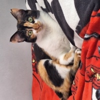 Tekir Kedi, Kedi  Veronica fotoğrafı