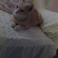 Tekir Kedi, Kedi  Arya fotoğrafı