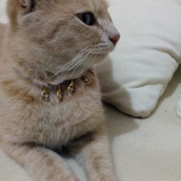 Tekir Kedi, Kedi  Arya fotoğrafı