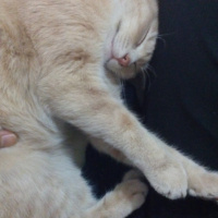 Tekir Kedi, Kedi  Arya fotoğrafı