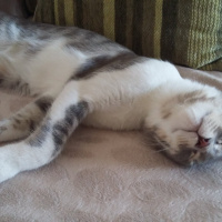 Tekir Kedi, Kedi  GÜMÜŞ fotoğrafı