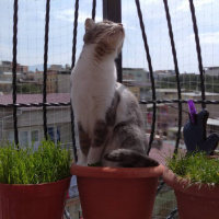 Tekir Kedi, Kedi  GÜMÜŞ fotoğrafı