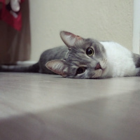 Tekir Kedi, Kedi  GÜMÜŞ fotoğrafı