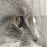 Tekir Kedi, Kedi  GÜMÜŞ fotoğrafı