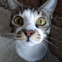 Tekir Kedi, Kedi  GÜMÜŞ fotoğrafı