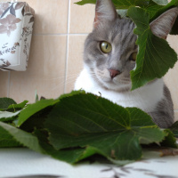 Tekir Kedi, Kedi  GÜMÜŞ fotoğrafı