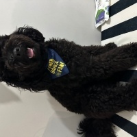 Poodle (Minyatür Kaniş), Köpek  Mickey fotoğrafı