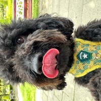 Poodle (Minyatür Kaniş), Köpek  Mickey fotoğrafı
