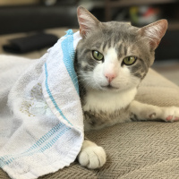 Tekir Kedi, Kedi  Pakize fotoğrafı