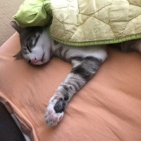 Tekir Kedi, Kedi  Pakize fotoğrafı