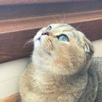 Scottish Fold, Kedi  Leo fotoğrafı