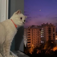 Scottish Fold, Kedi  Hera fotoğrafı