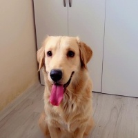 Golden Retriever, Köpek  Leo fotoğrafı