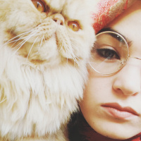 İran Kedisi (Persian), Kedi  mişa fotoğrafı