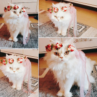 Chinchilla, Kedi  Rüzgar fotoğrafı
