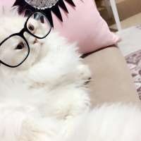 Chinchilla, Kedi  Rüzgar fotoğrafı