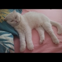 Scottish Fold, Kedi  KÖPÜK fotoğrafı