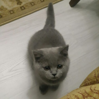 British Shorthair, Kedi  Grey fotoğrafı