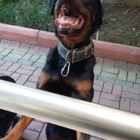 Rottweiler, Köpek  SHİLA fotoğrafı