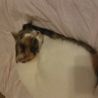 Soke, Kedi  Zıpır fotoğrafı