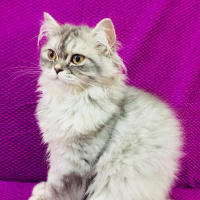 Chinchilla, Kedi  liloşş fotoğrafı