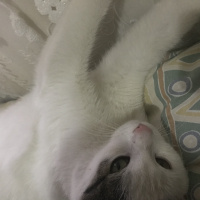Tekir Kedi, Kedi  Pera fotoğrafı
