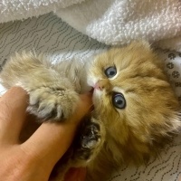 British Longhair, Kedi  DÜNYALAR GÜZELİ GOLDEN BRITISH LONGHAIR KIZIM fotoğrafı