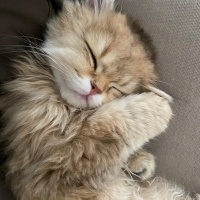 British Longhair, Kedi  DÜNYALAR GÜZELİ GOLDEN BRITISH LONGHAIR KIZIM fotoğrafı