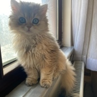 British Longhair, Kedi  DÜNYALAR GÜZELİ GOLDEN BRITISH LONGHAIR KIZIM fotoğrafı