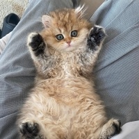 British Longhair, Kedi  DÜNYALAR GÜZELİ GOLDEN BRITISH LONGHAIR KIZIM fotoğrafı