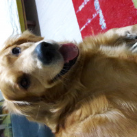Golden Retriever, Köpek  mocha fotoğrafı