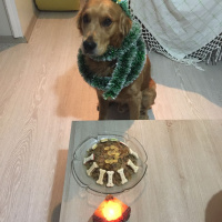Golden Retriever, Köpek  mocha fotoğrafı
