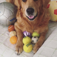 Golden Retriever, Köpek  mocha fotoğrafı