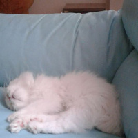 İran Kedisi (Persian), Kedi  romeo fotoğrafı
