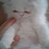 İran Kedisi (Persian), Kedi  romeo fotoğrafı