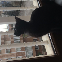 Bombay, Kedi  Fikret fotoğrafı