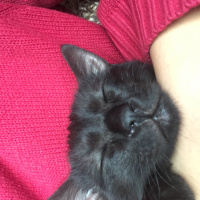 Bombay, Kedi  Fikret fotoğrafı