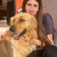 Golden Retriever, Köpek  Şans fotoğrafı