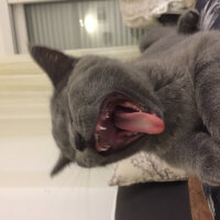 British Shorthair, Kedi  Marlo fotoğrafı