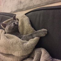 British Shorthair, Kedi  Marlo fotoğrafı