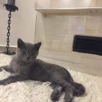 British Shorthair, Kedi  Marlo fotoğrafı